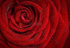 玫瑰,紅色,羅莎