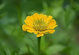 花,黃色的花,花束