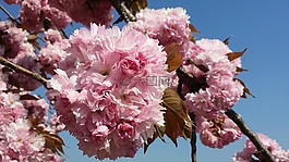 春天,鮮花,櫻桃花