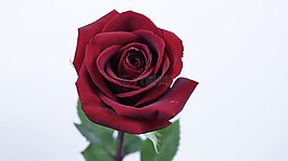 玫瑰,花,花瓣