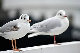 海鷗,鳥類,動物