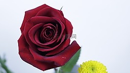 玫瑰,花的,鮮花