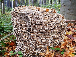 蘑菇,勇氣,木材