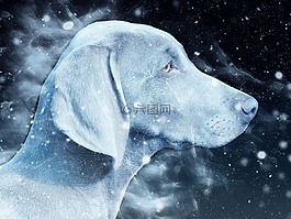 狗,雪,头