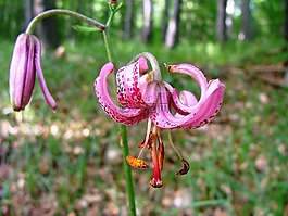 兰花,土耳其帽莉莉,榉木山