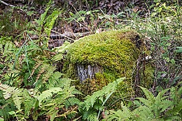 苔,蕨類植物,自然