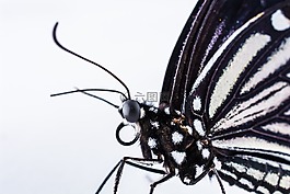 蝴蝶,昆蟲