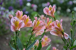 花花,地塊,花壇