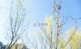 小清新,植物,天空