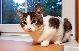 貓,mieze,國內(nèi)的貓