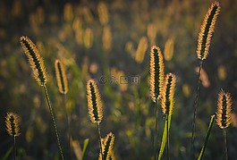 草,日落,性質