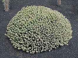 仙人掌公園,仙人掌,蘭薩羅特島