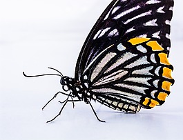 蝴蝶,昆蟲