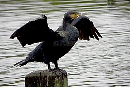 鳥,蒼蠅,湖