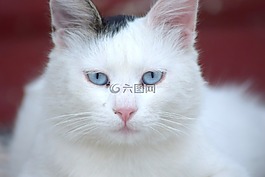 猫,猫的,蓝色的眼睛