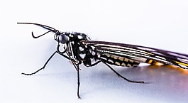 蝴蝶,昆蟲