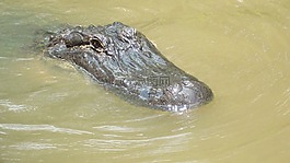 鱷魚(yú),沼澤,爬行動(dòng)物