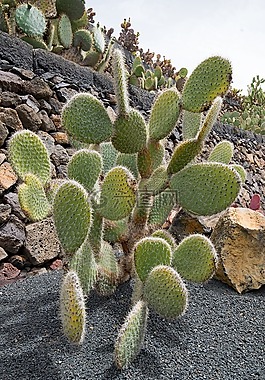 仙人掌公園,仙人掌,蘭薩羅特島