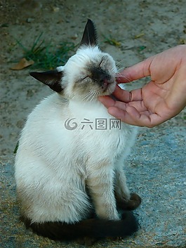 貓,中風,感情