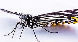 蝴蝶,昆蟲
