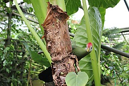自然,葉,植物區(qū)系