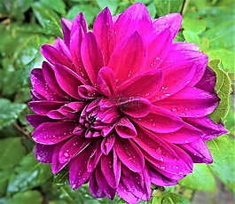 廠,嬌琴紗,花花園