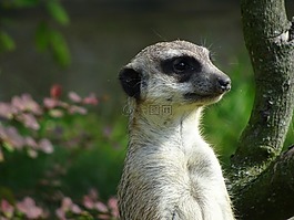 動物園,獴,可愛