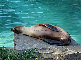 輕松,海獅,動物園