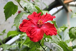 植物區(qū)系,自然,花