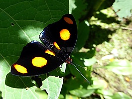 蝴蝶,橙色任務(wù),黑色