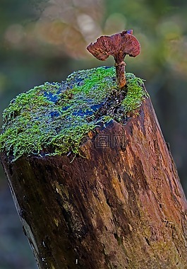 蘑菇,樹菌,日志