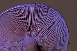 紫r?telritterling,蘑菇,森林蘑菇