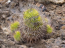 仙人掌公園,仙人掌,蘭薩羅特島