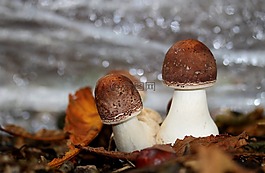 臨時選舉委員會,蘑菇,秋菇