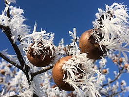 冰,雪,分支機(jī)構(gòu)