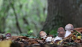 臨時選舉委員會,蘑菇,秋菇