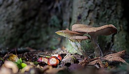 蘑菇,秋菇,10 月蘑菇