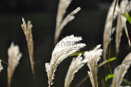 性質(zhì),太陽,草