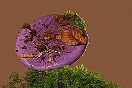 紫rötelritterling,蘑菇,森林蘑菇