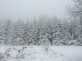 冬天,景觀,雪