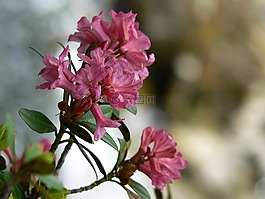 花,杜鵑,羅莎