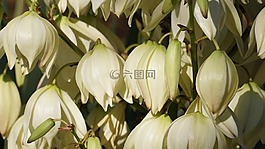 丝兰,鲜花,白