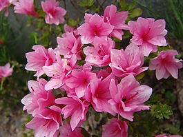 鮮花,大自然,春天