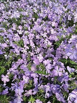 花,紫色,紫色的花朵