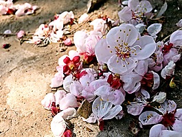 鮮花,美,意境