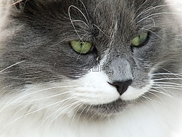 貓,弗利納,動物