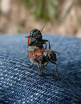交配,昆虫,斑蝥 quadripunctata