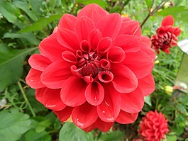 花,性質(zhì),夏季花卉