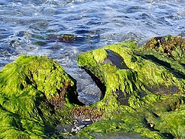 海,海灘,侵蝕