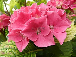 花,性質(zhì),夏季花卉